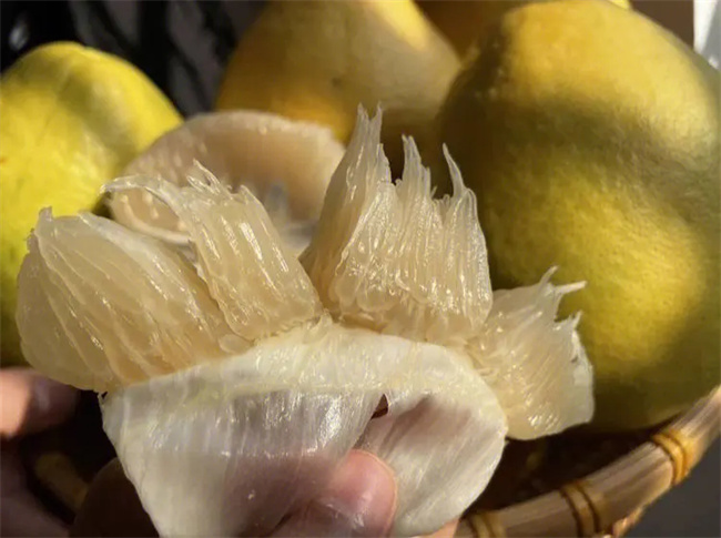 玉林有哪些特色水果_广西玉林的特产