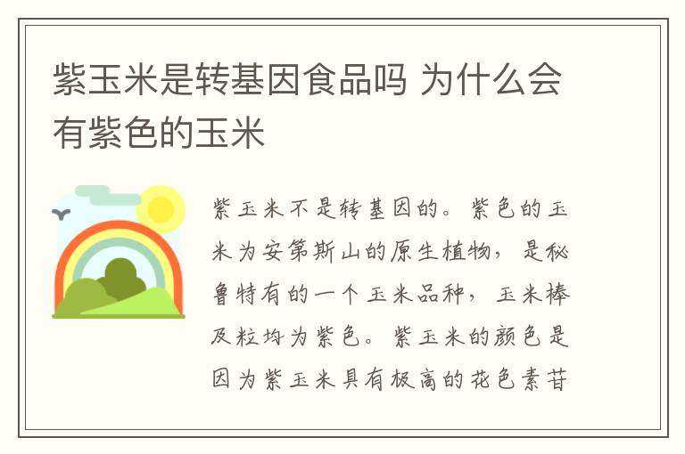 紫玉米是转基因食品吗 为什么会有