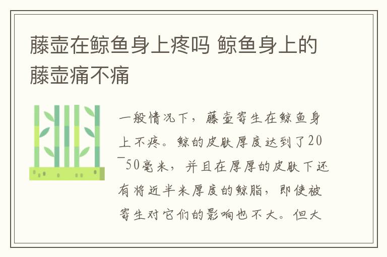 藤壶在鲸鱼身上疼吗 鲸鱼身上的藤壶痛不痛