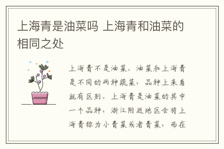 上海青是油菜吗 上海青和油菜的相同之处