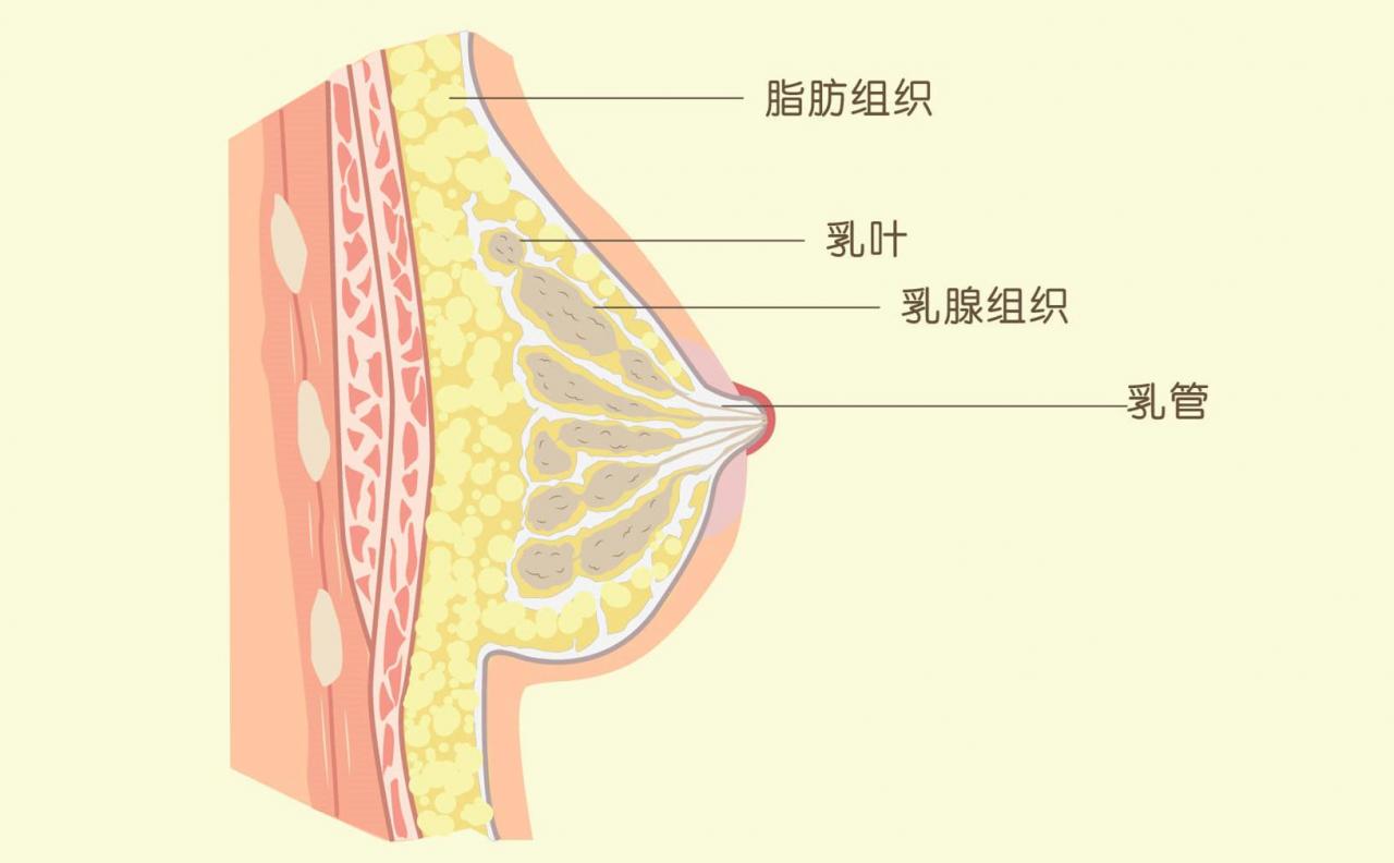 组词女生的胸口长啥样（原来女生的胸部形状有那么多种）