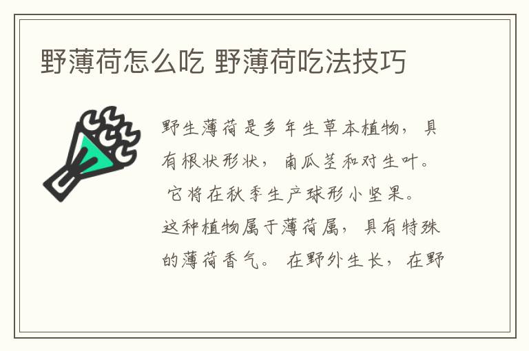 野薄荷怎么吃 野薄荷吃法技巧
