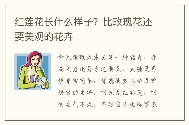 红莲花长什么样子？比玫瑰花还要美观的花卉