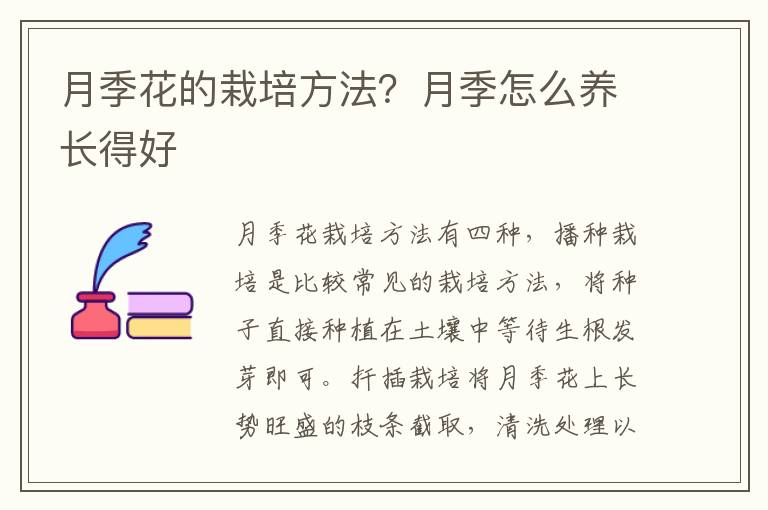 月季花的栽培方法？月季怎么养长得好