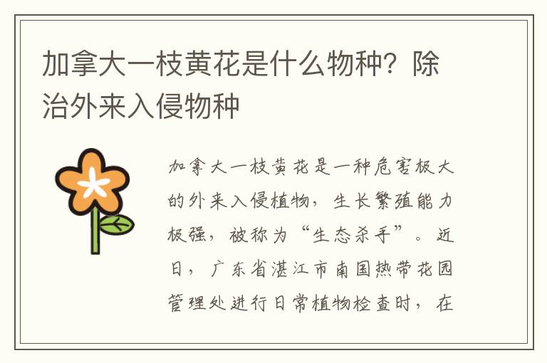 加拿大一枝黄花是什么物种？除治外来