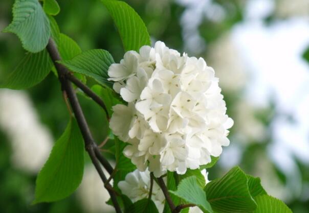 白色绣球花的花语,光明的希望之光 白色绣球花的花语,光明的希望之光