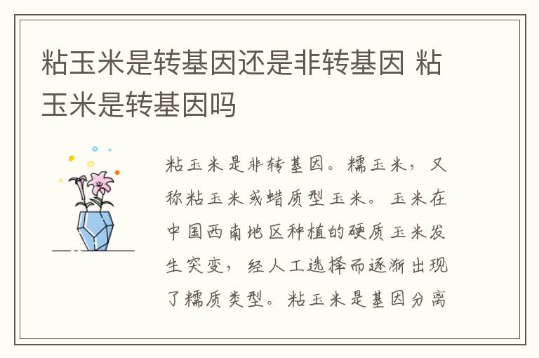 粘玉米是转基因还是非转基因 粘玉米是转基因吗