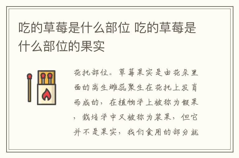 吃的草莓是什么部位 吃的草莓是什么部位的果实