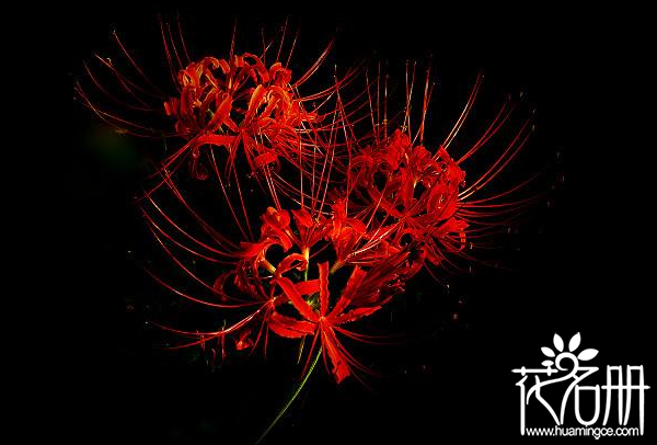 曼珠沙华花语是什么,代表优美纯洁的爱情 曼珠沙华花语是什么,代表优美纯洁的爱情