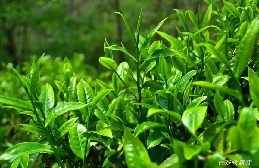 影响普洱茶品质的因素有哪些？（影响普洱茶品质的几大因素）