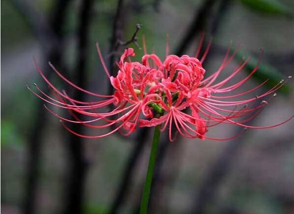 彼岸花的花语是什么 死亡之美 彼岸花的花语是什么 死亡之美