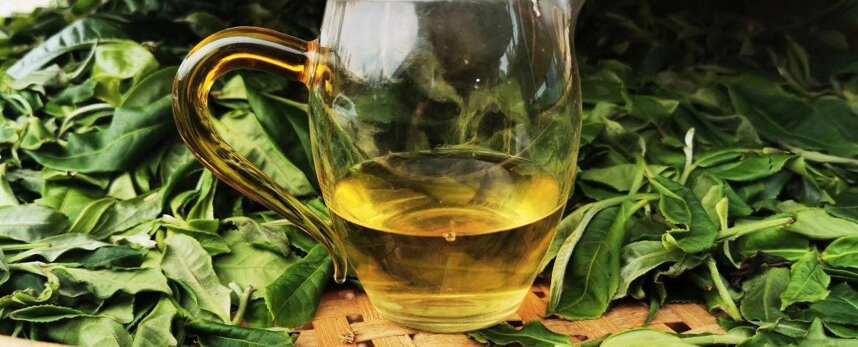 怎么判断一款普洱茶生茶的好坏？
