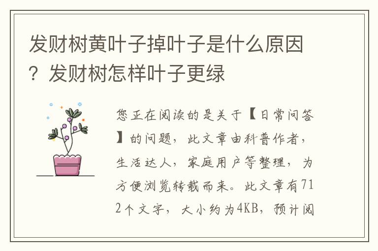 发财树黄叶子掉叶子是什么原因？发财树怎样叶子更绿