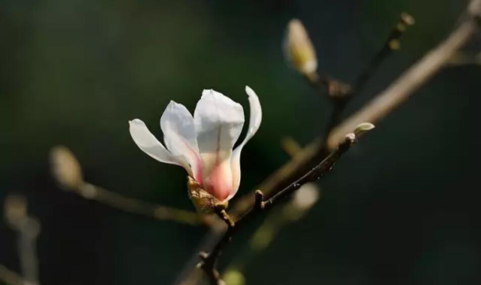 木兰花花语是什么 既能送出好寓意 木兰花花语是什么 既能送出好寓意