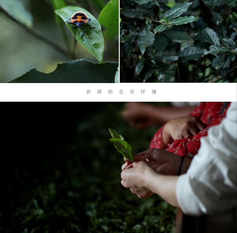 易武熟茶有什么特点？为什么很少能喝到？