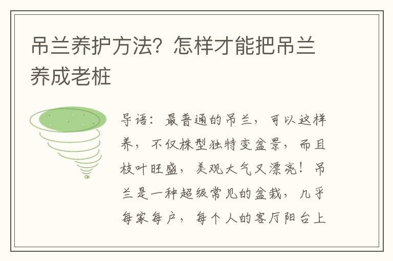 吊兰养护方法？怎样才能把吊兰养成老