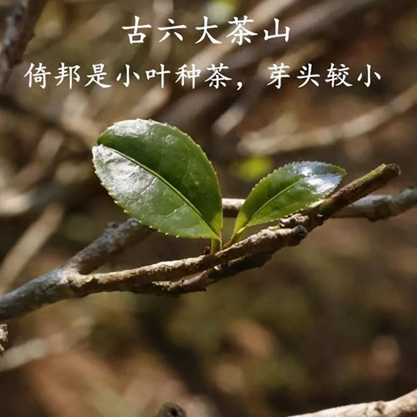 纯料茶好还是拼配茶好？