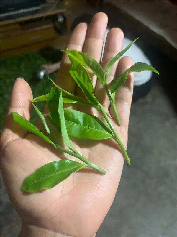 普洱生茶的成分（普洱生茶的成分有多少种）