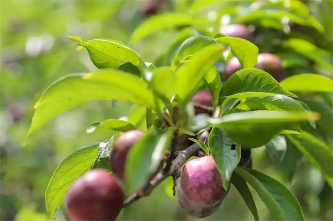 九寨沟有哪些特色水果_九寨沟的特产