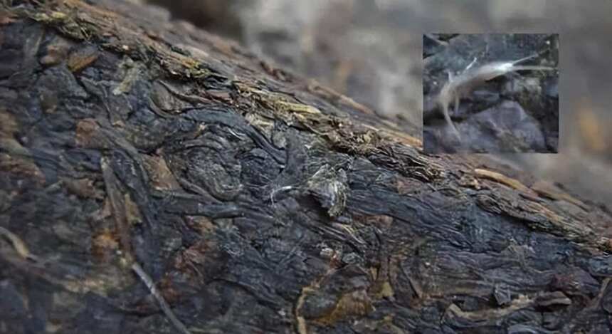 普洱茶饼里长“茶虫”，还能喝吗？