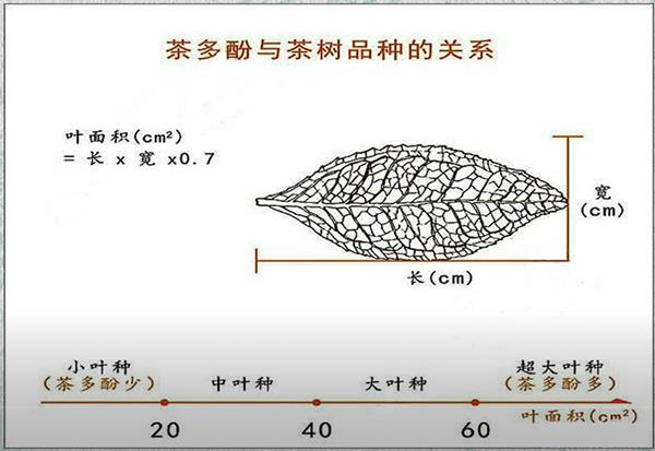 为什么不苦不涩不为茶？（为什么不苦不涩不为茶）