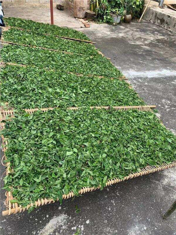 普洱生茶怎么做？（普洱生茶怎么泡）