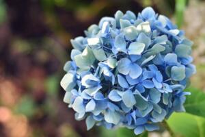 绣球花花语是什么,不同颜色各有含义/适合送给哪些人 绣球花花语是什么,不同颜色各有含义/适合送给哪些人