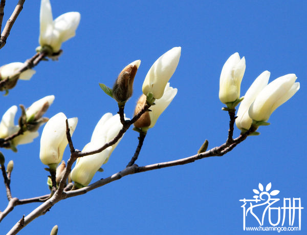 白玉兰花语是什么,代表高贵纯洁的爱 白玉兰花语是什么,代表高贵纯洁的爱