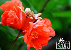 石榴花花语是什么,象征富贵和子孙满堂 石榴花花语是什么,象征富贵和子孙满堂