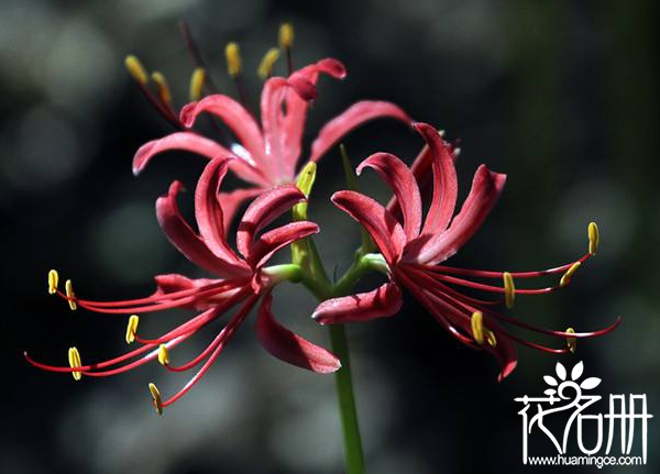 曼珠沙华花语是什么,代表优美纯洁的爱情 曼珠沙华花语是什么,代表优美纯洁的爱情
