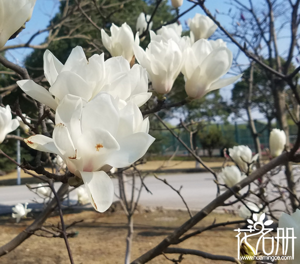 白玉兰花语是什么,代表高贵纯洁的爱 白玉兰花语是什么,代表高贵纯洁的爱