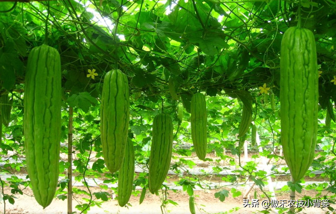 尼龙绳搭架苦瓜图解(读完本篇就明白) 尼龙绳搭架苦瓜图解(读完本篇就明白)