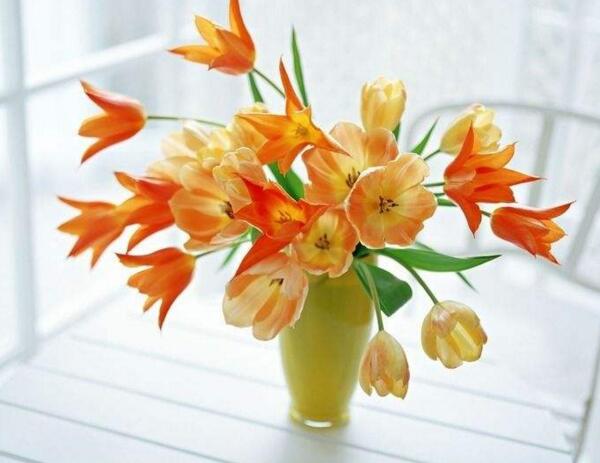橙色郁金香花语是什么,永恒的爱和美好的回忆 橙色郁金香花语是什么,永恒的爱和美好的回忆