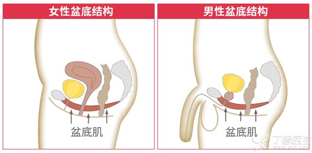 什么是PC肌在哪个位置(三步搞懂PC肌如何锻炼) 什么是PC肌在哪个位置(三步搞懂PC肌如何锻炼)