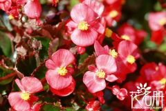 秋海棠的花语是什么,游子思乡、离愁别绪、 温和、美丽、快乐 秋海棠的花语是什么,游子思乡、离愁别绪、 温和、美丽、快乐