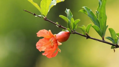 2023年除夕能不能戴石榴花_石榴花