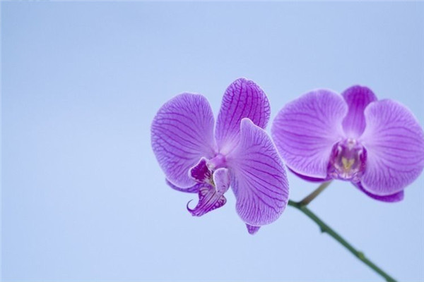 紫色蝴蝶兰花语是什么,幸福渐渐到来 紫色蝴蝶兰花语是什么,幸福渐渐到来