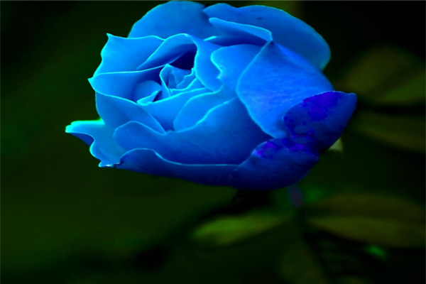 蓝玫瑰花语是什么,送蓝玫瑰代表什么意思 蓝玫瑰花语是什么,送蓝玫瑰代表什么意思