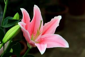 百合花花语是什么,代表着美好的家庭和伟大的爱 百合花花语是什么,代表着美好的家庭和伟大的爱