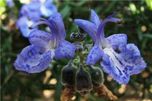 迷迭香的花语是什么 留住美好的回忆 迷迭香的花语是什么 留住美好的回忆