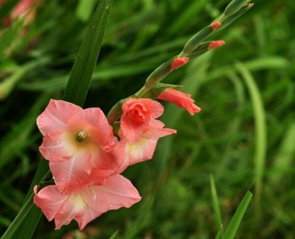 剑兰的花语是什么,祝福节节高升 剑兰的花语是什么,祝福节节高升