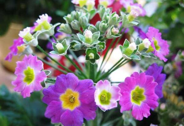 樱花草的花语是什么 樱花草代表什么(想和你永远在一起) 樱花草的花语是什么 樱花草代表什么(想和你永远在一起)