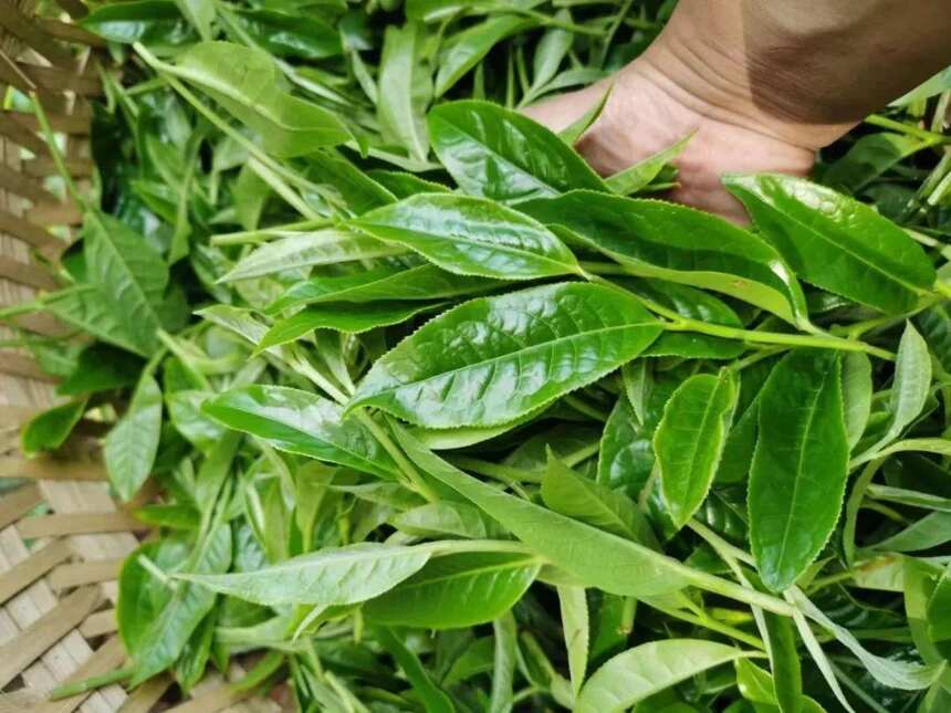 普洱茶紧压的重要性（普洱茶松压和紧压的区别）