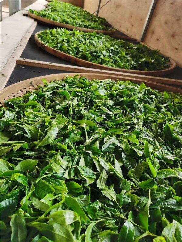 普洱生茶怎么做？（普洱生茶怎么泡）
