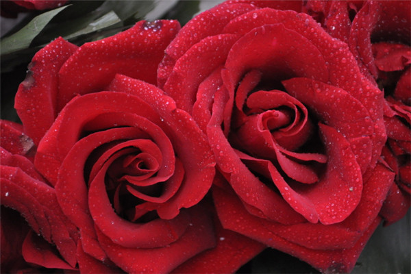25朵玫瑰花语是什么,祝你幸福 25朵玫瑰花语是什么,祝你幸福