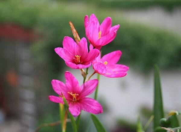 玉米百合花的花语 勇敢和执着的爱 玉米百合花的花语 勇敢和执着的爱