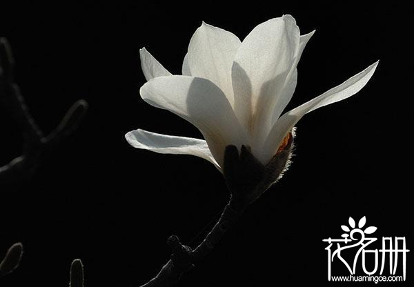 白玉兰花语是什么,代表高贵纯洁的爱 白玉兰花语是什么,代表高贵纯洁的爱