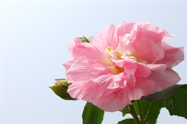 芙蓉花花语是什么,贞操/纯洁/纤细之美 芙蓉花花语是什么,贞操/纯洁/纤细之美