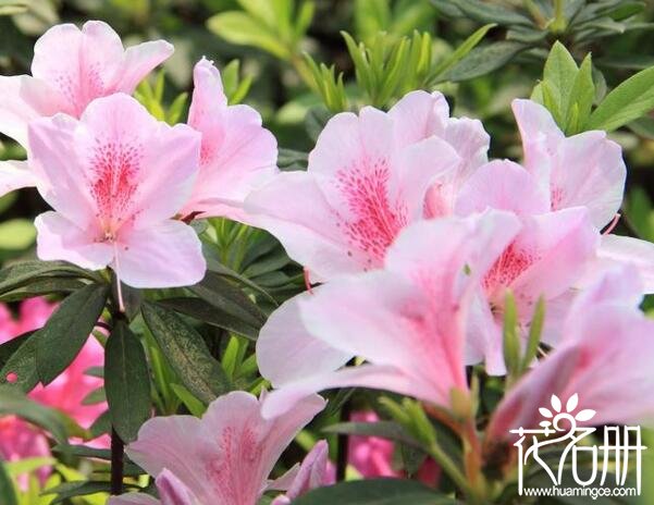 粉色杜鹃花语是什么,坚韧乐观的心态 粉色杜鹃花语是什么,坚韧乐观的心态