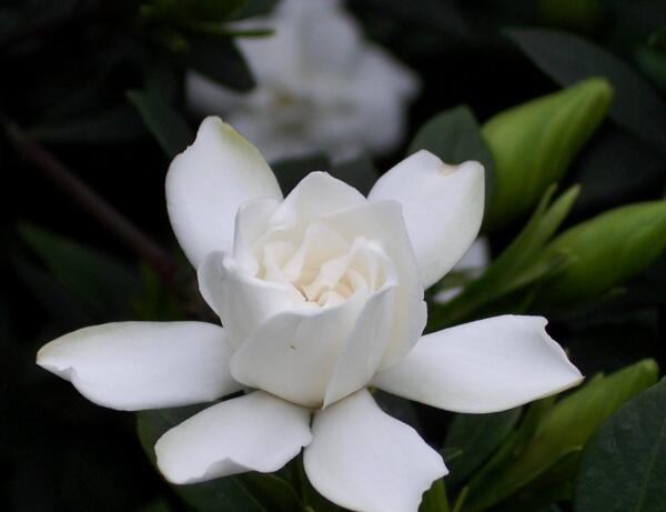栀子花的花语是什么 一生的守候 栀子花的花语是什么 一生的守候